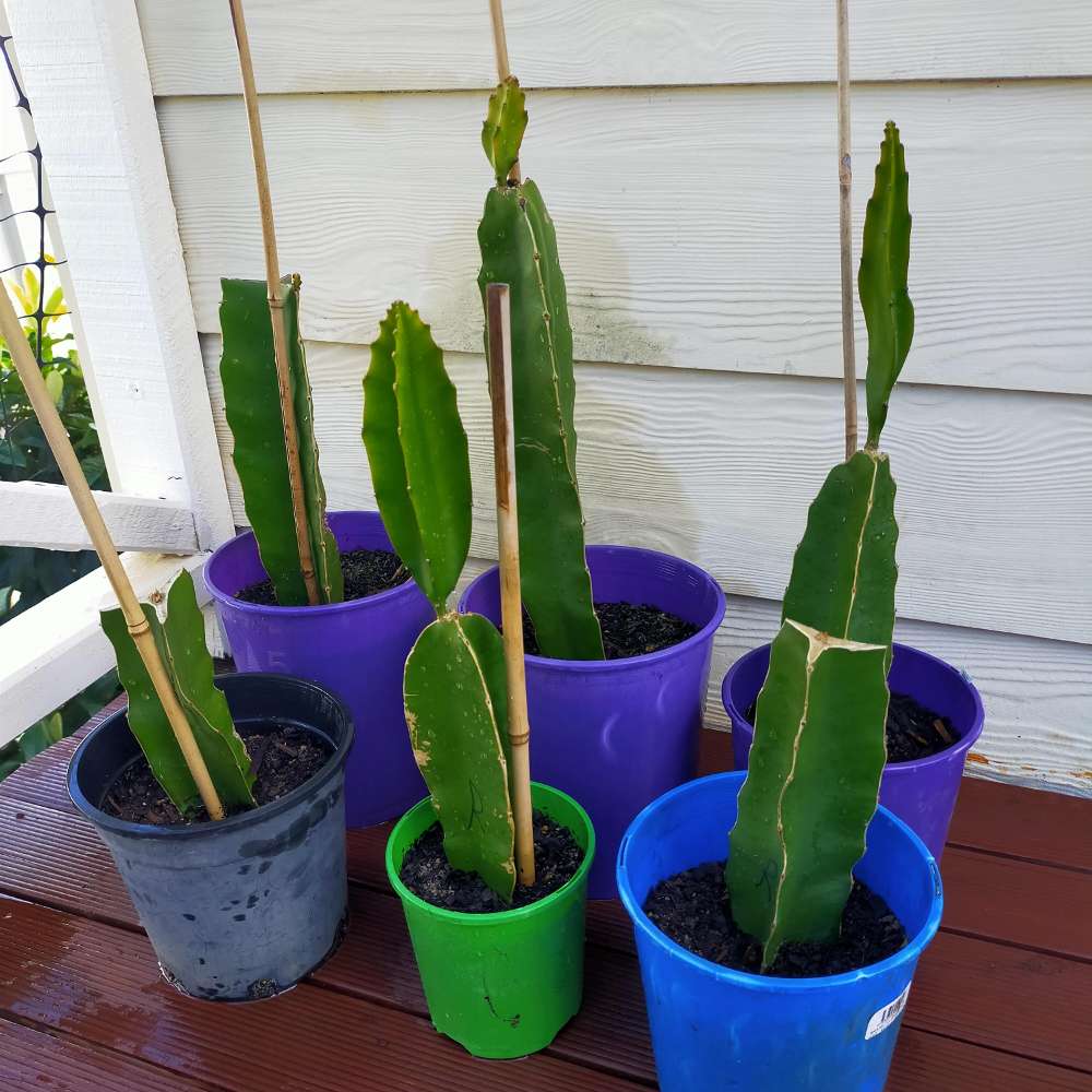Picture of young dragon fruit cuttings.